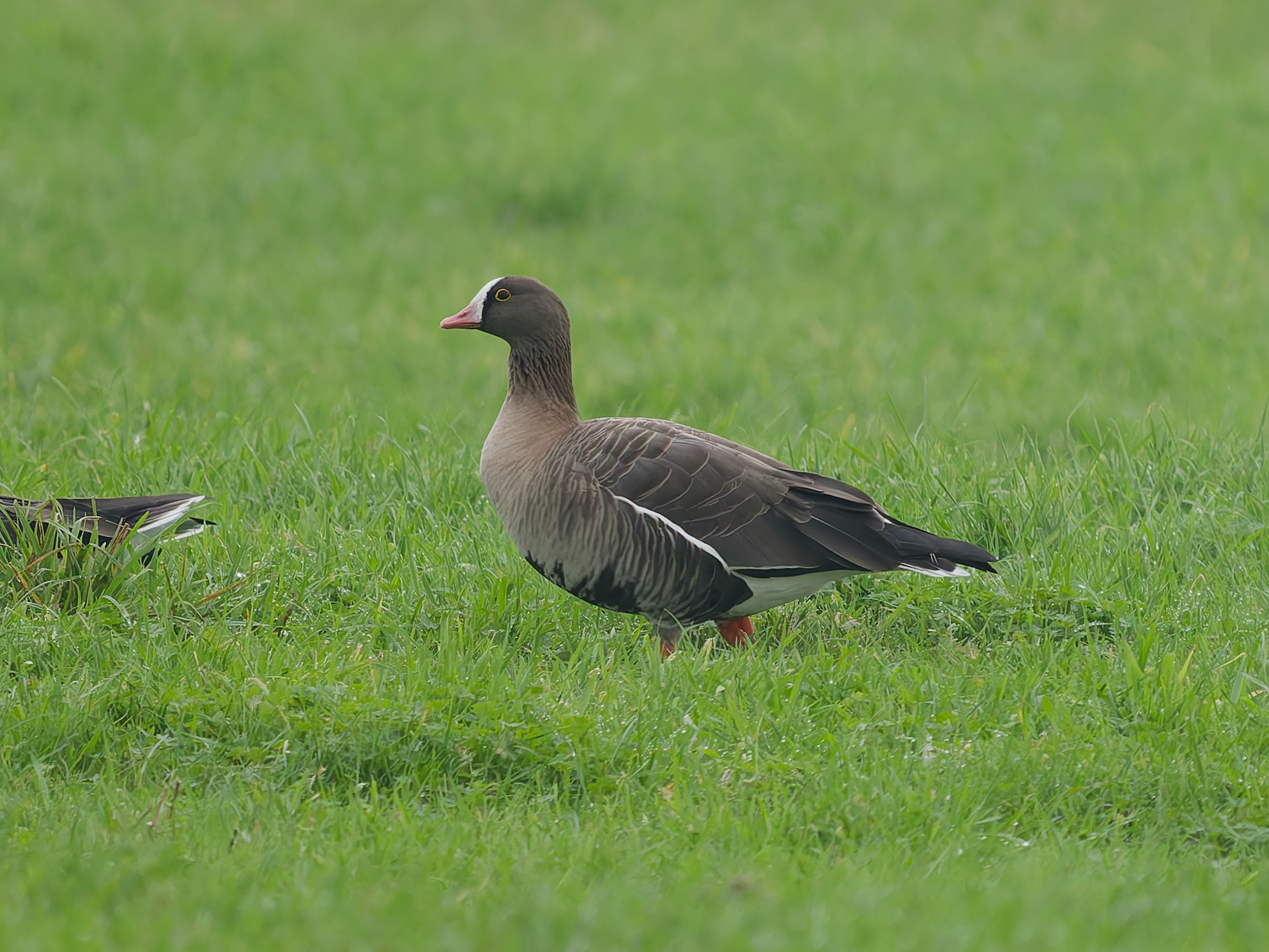 Anser&nbsp;erythropus / Lesser&nbsp;white‑fronted&nbsp;goose / Dwerggans